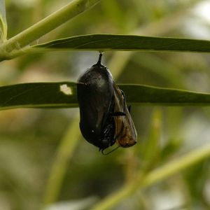 Monarch Butterfly Emerging from Chrysalis, by Armon
