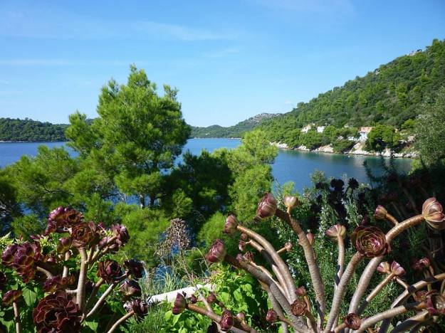 Succulents line this waterfront road on Lastovo.
